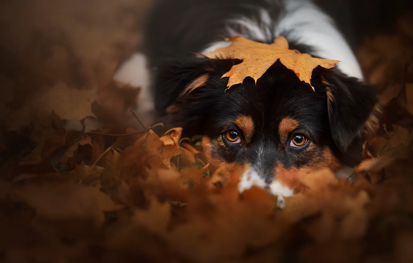 Photo wallpaper autumn, look, face, nature, pose, foliage, portrait, dog