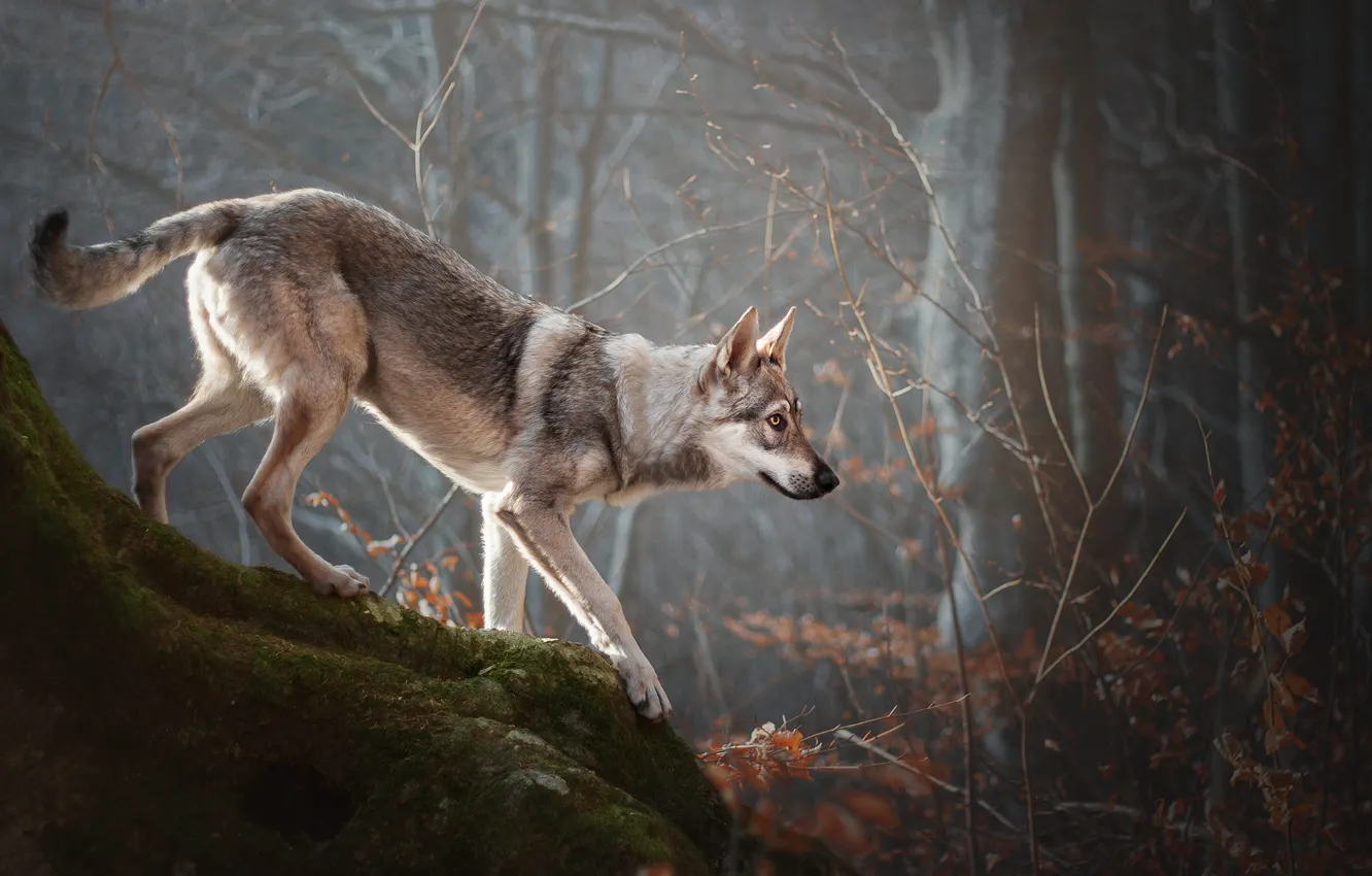 Photo wallpaper forest, trees, branches, moss, dog, walk, wolf dog, wolf dog is a sarloos passed away
