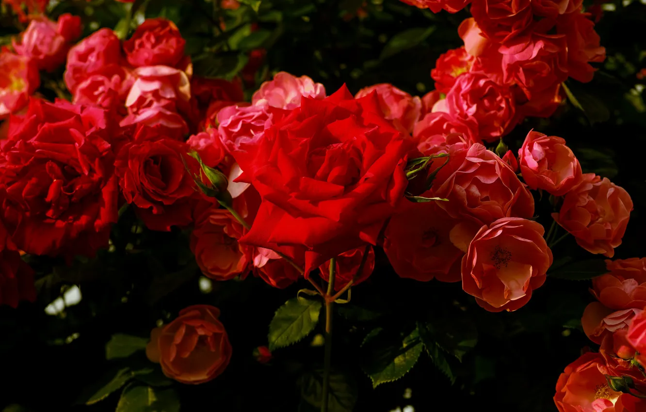 Photo wallpaper flowers, red, the dark background, bright, roses, garden, al, a lot