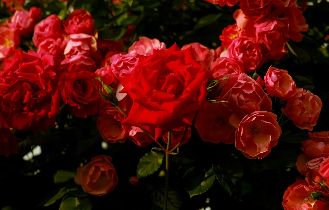 Photo wallpaper flowers, the dark background, bright, roses, garden, red, al, a lot