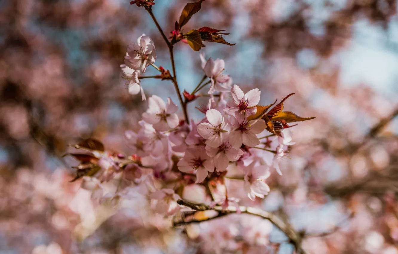 Photo wallpaper leaves, light, trees, flowers, branches, cherry, spring, Sakura