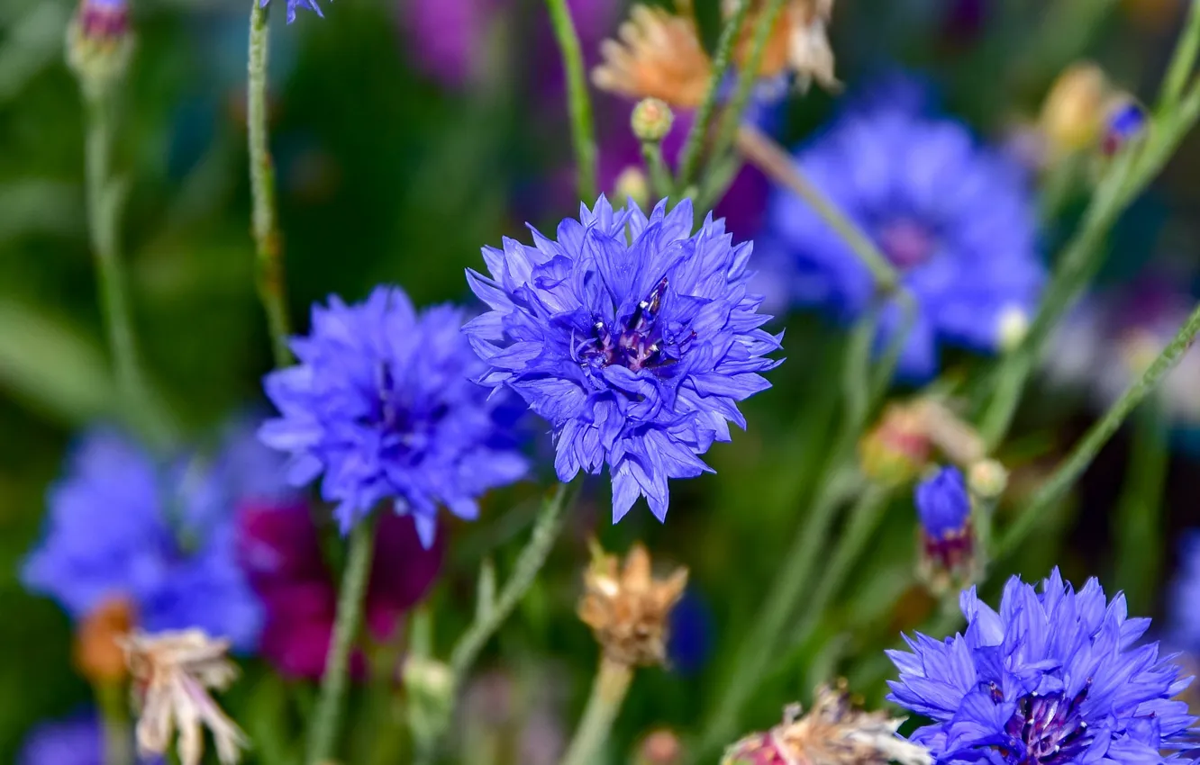 Photo wallpaper summer, flowers, blue, blue, stem, blurred background, cornflowers