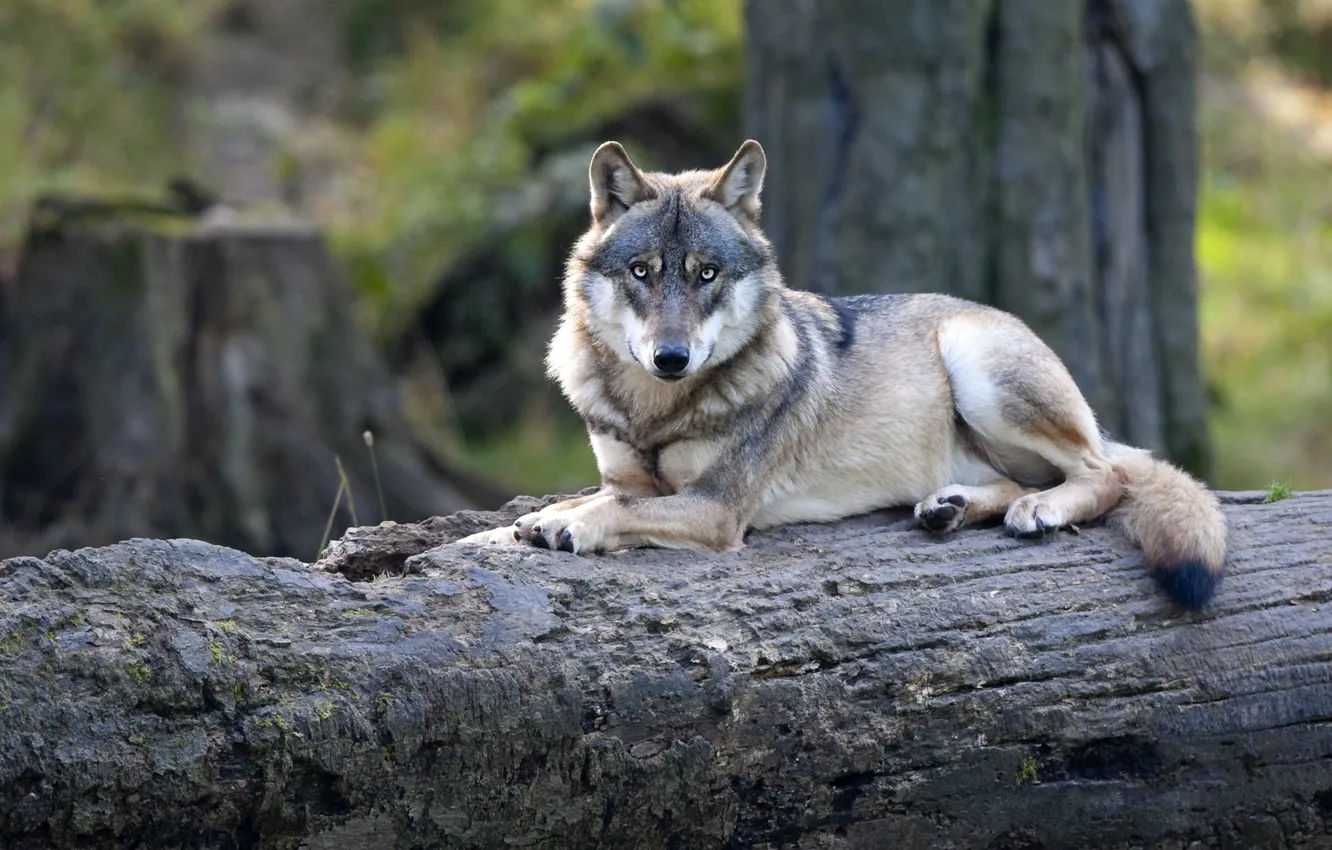 Photo wallpaper look, face, grey, wolf, lies, log