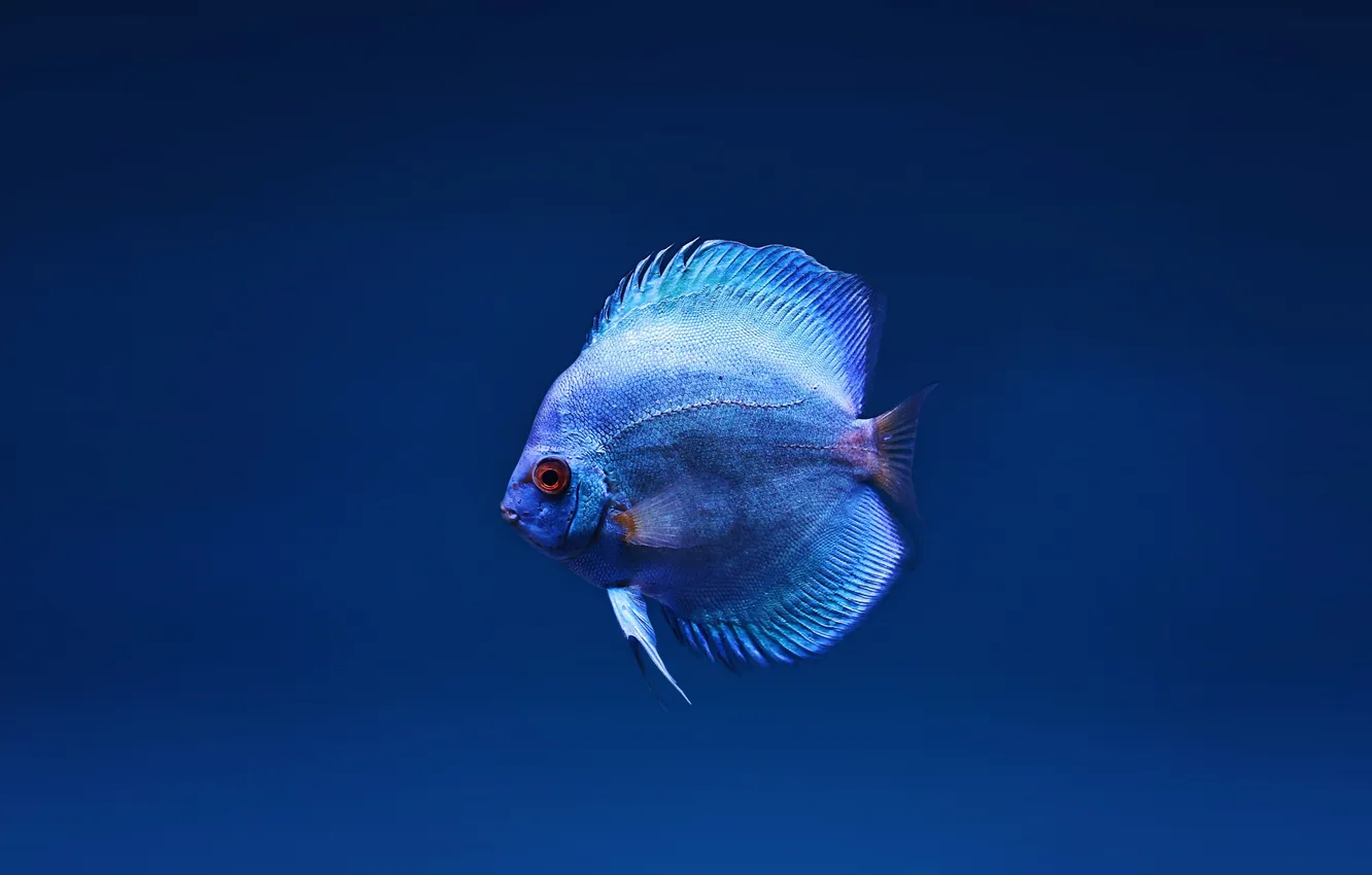 Photo wallpaper wallpaper, close up, Blue fish