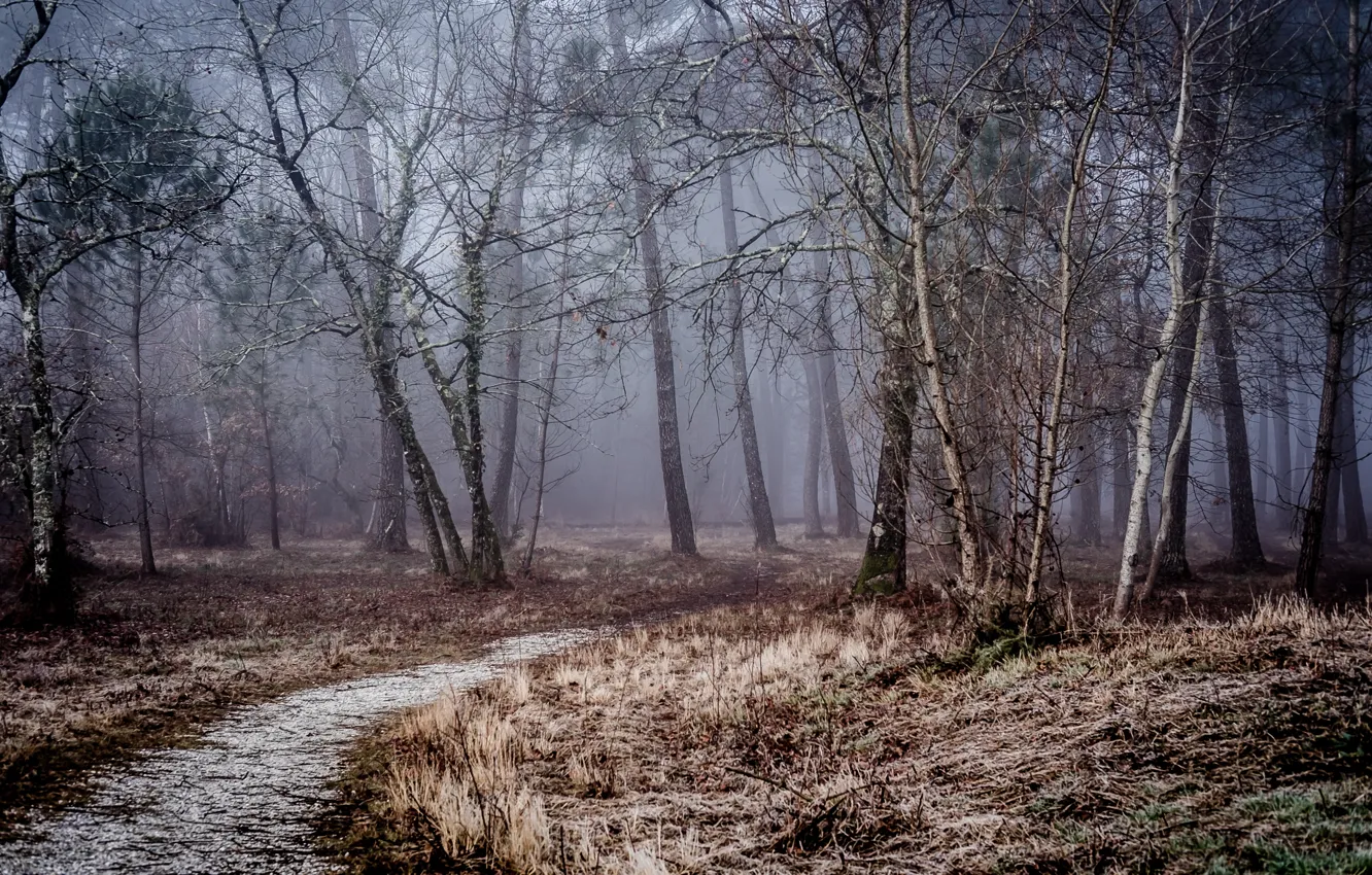 Photo wallpaper winter, forest, trees, fog, morning, path