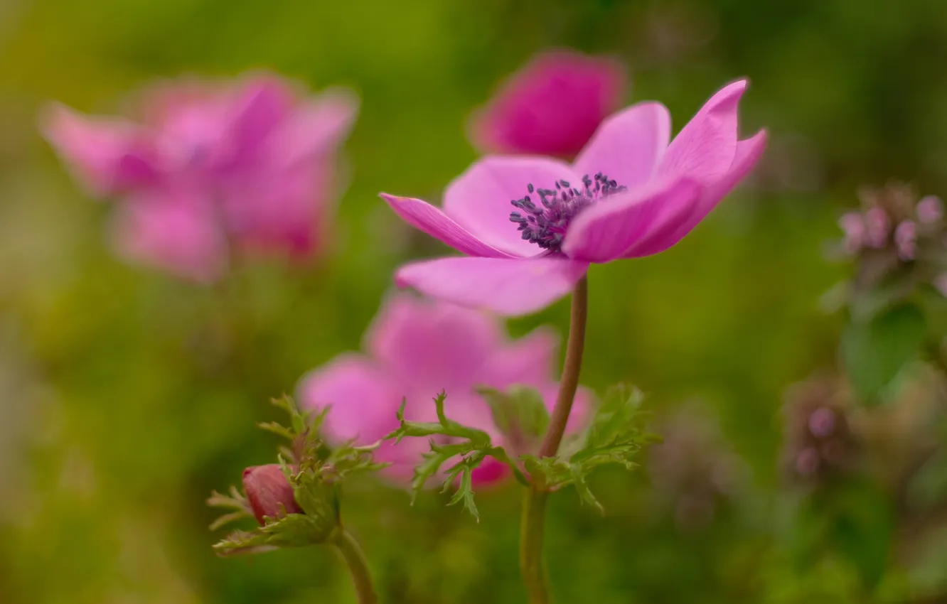 Photo wallpaper blur, pink, buds, anemones