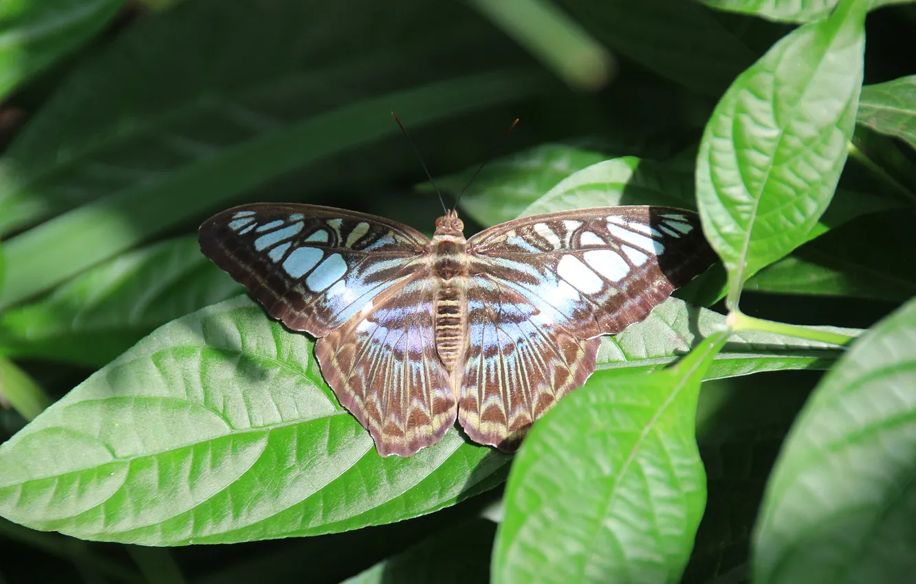 Photo wallpaper leaves, microsemi, butterfly, wings, insect, beautiful, closeup