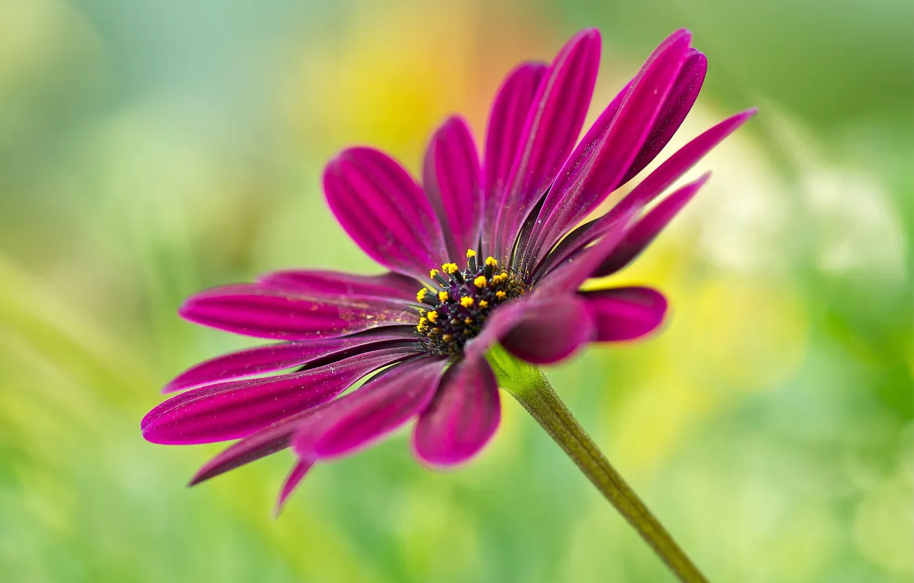 Photo wallpaper flower, nature, plant, petals, stem