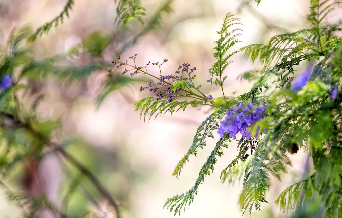 Photo wallpaper flowers, nature, background