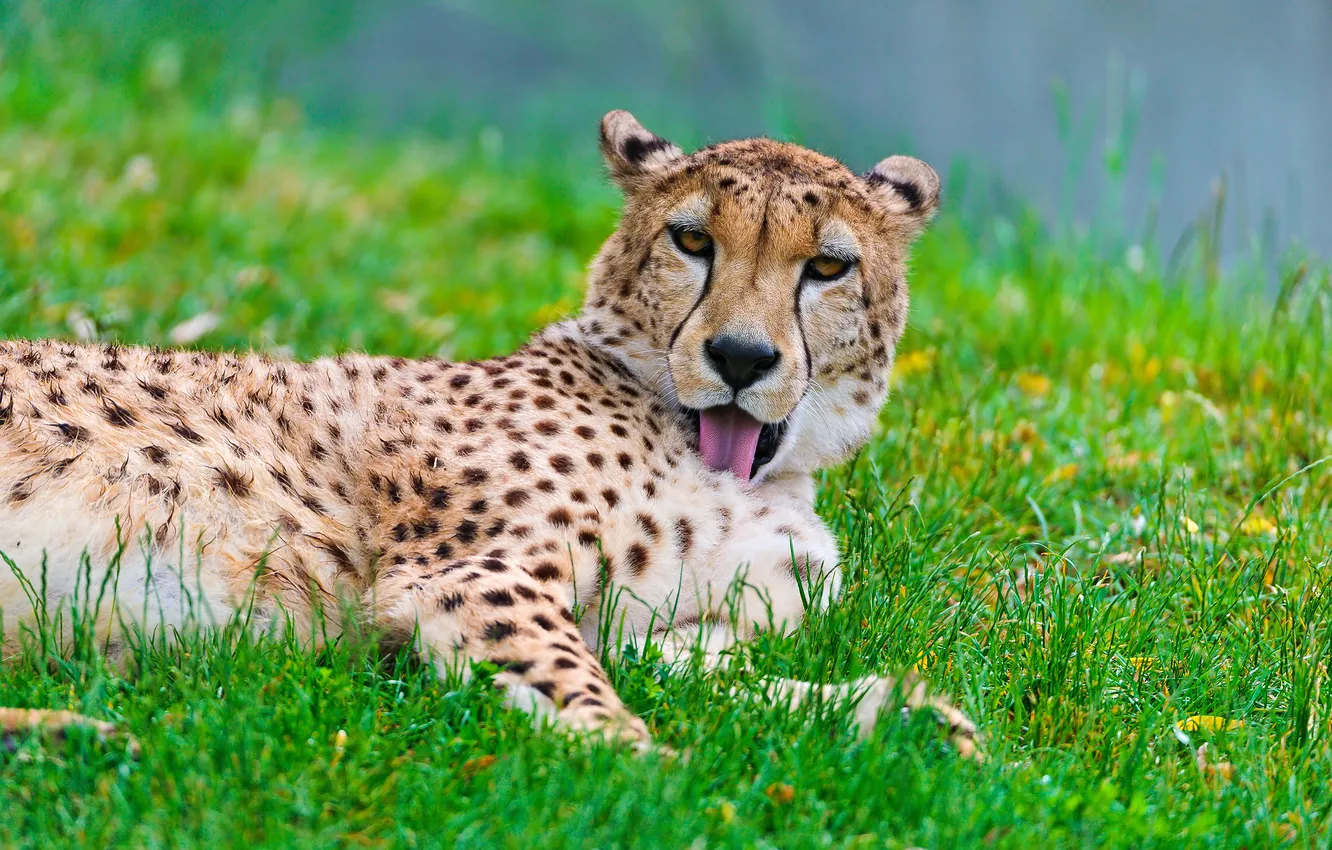 Photo wallpaper grass, predator, Cheetah