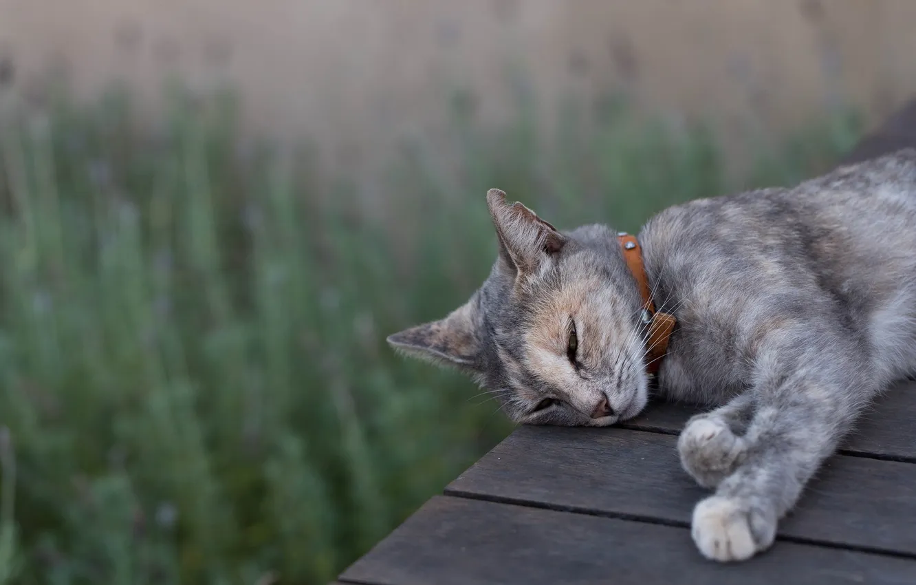 Photo wallpaper cat, grey, stay, sleeping, collar, sleepy