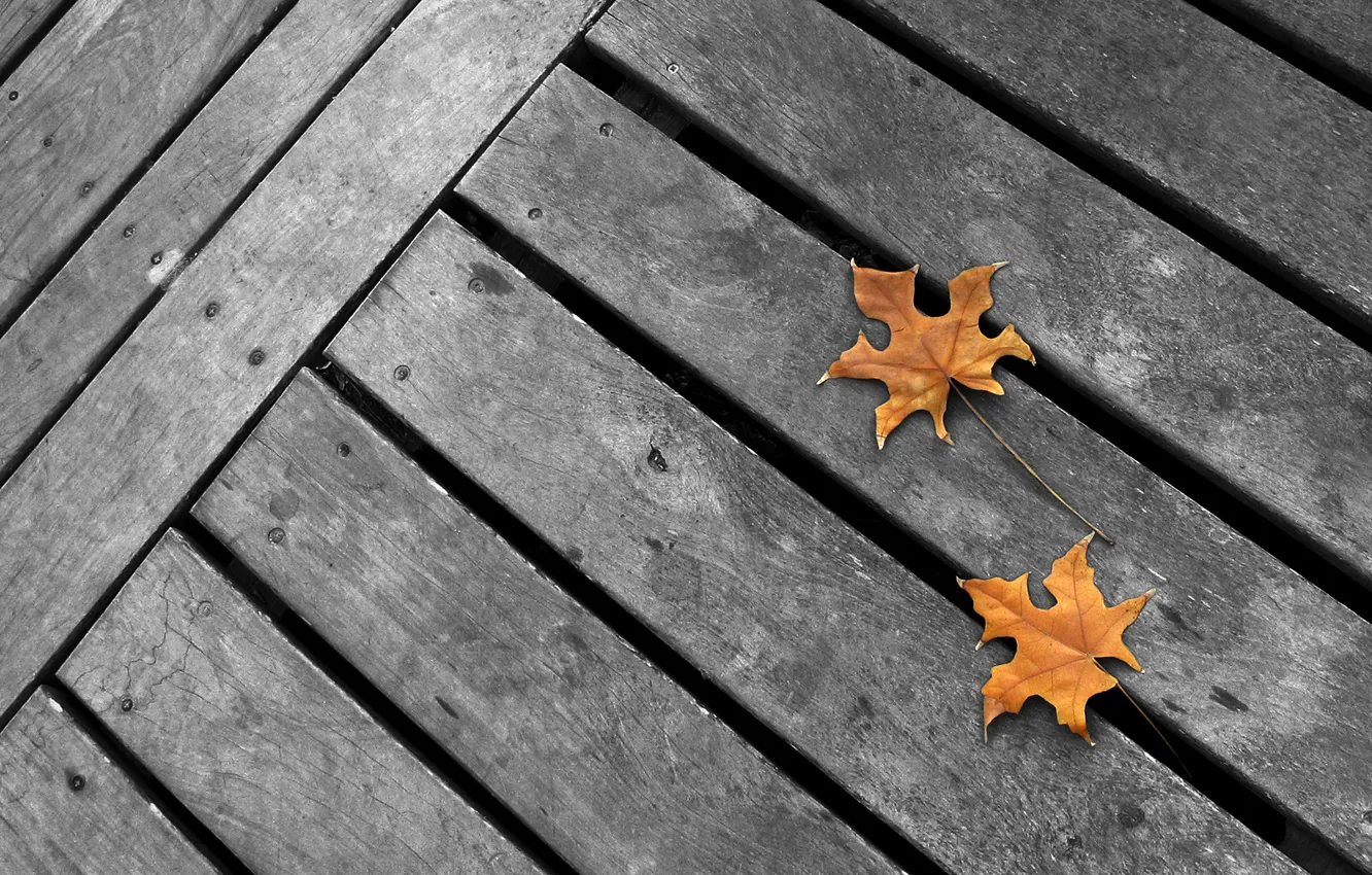 Photo wallpaper leaves, macro, photo, tree, Board, leaf, Board, sheets