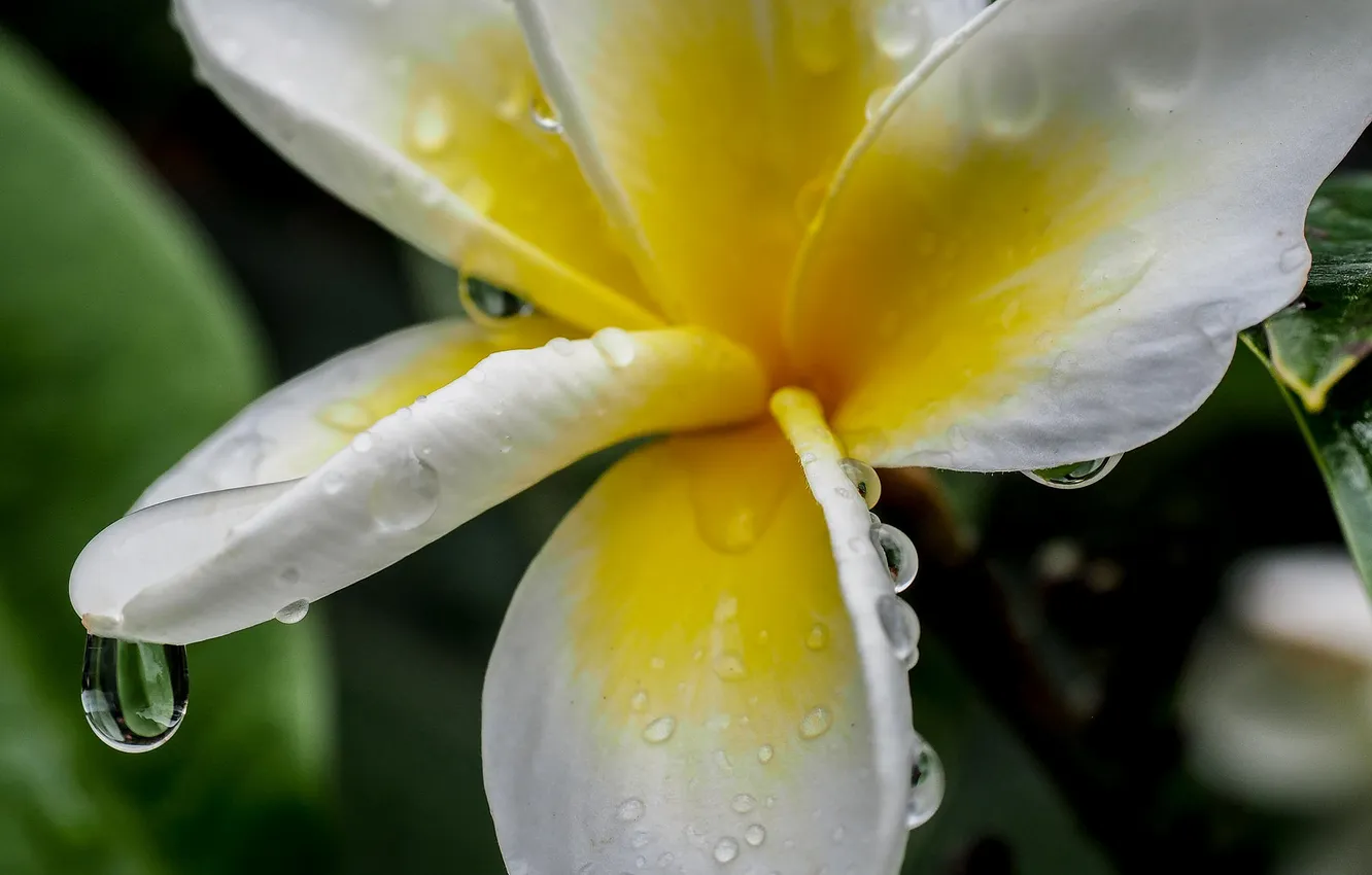 Photo wallpaper water, drops, flowers, Rosa, petals, plumeria