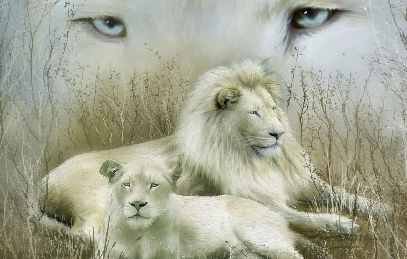 Photo wallpaper look, family, white lions, couple. stay