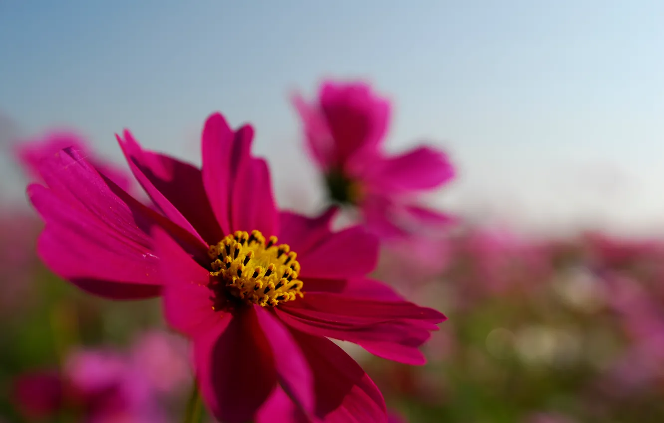 Photo wallpaper field, flower, summer, the sky, macro, bright, pink, petals