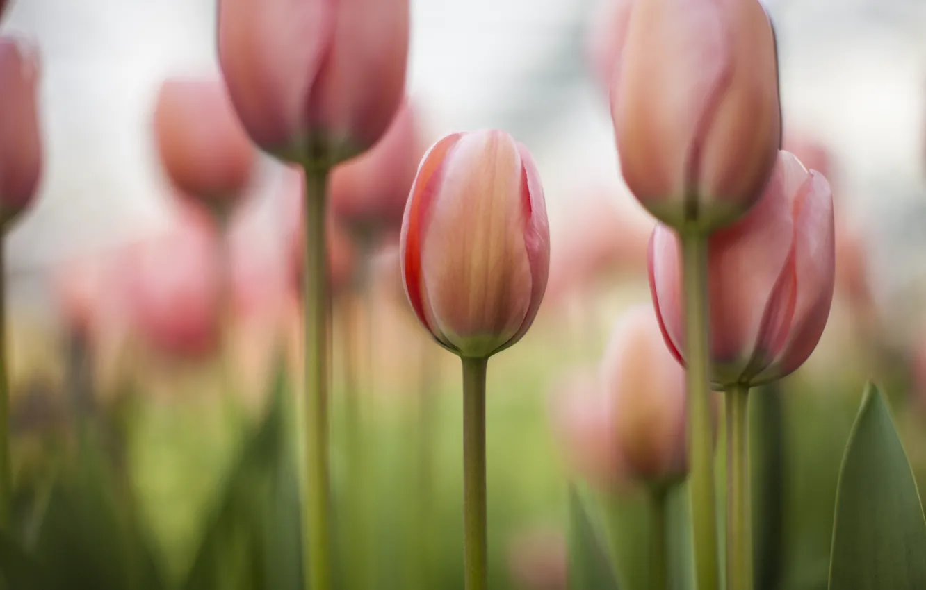 Photo wallpaper field, flowers, focus, spring, tulips, pink