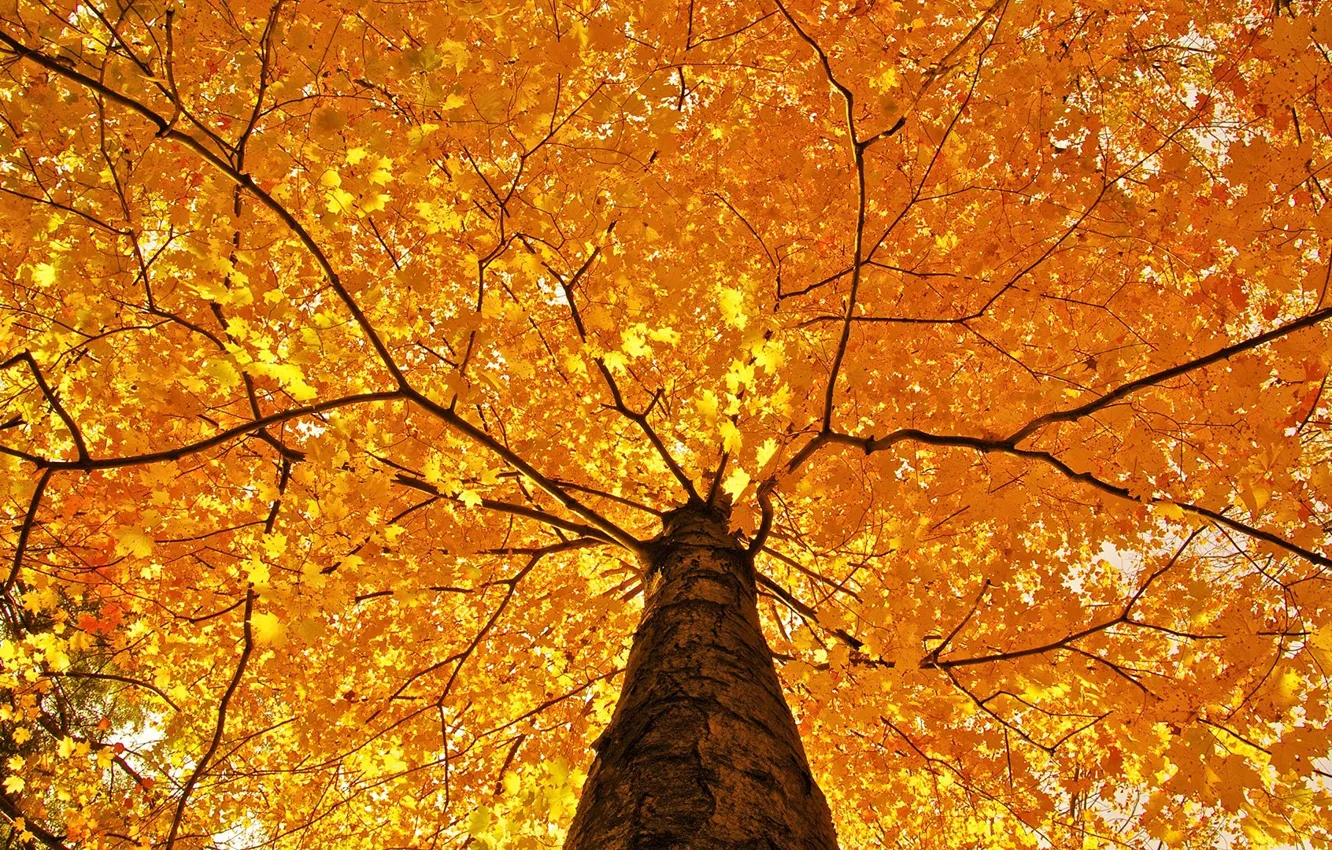 Photo wallpaper autumn, tree, beautiful
