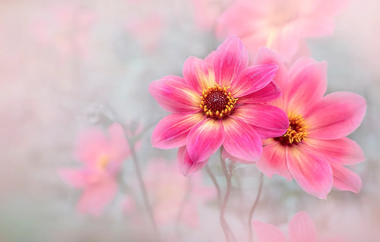 Photo wallpaper flowers, garden, pink, light background, dahlias