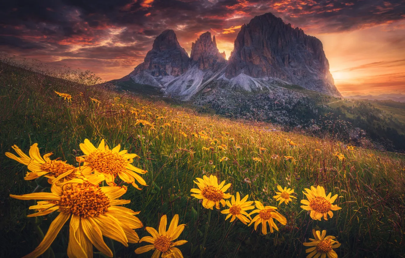 Photo wallpaper field, sunset, flowers, mountains, clouds, rocks, tops, slope