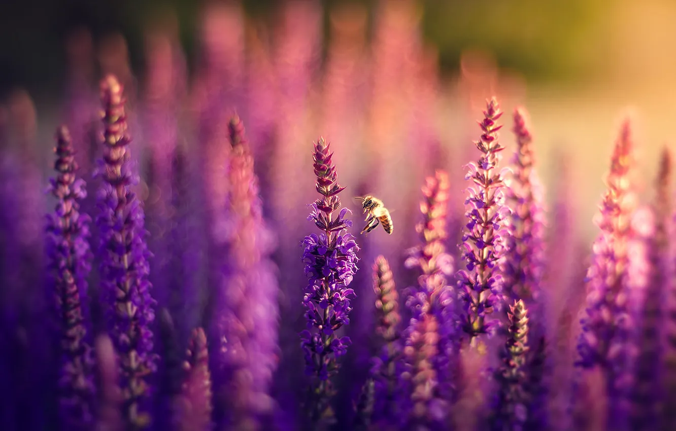 Photo wallpaper field, flowers, nature, bee, lavender, lilac, bokeh