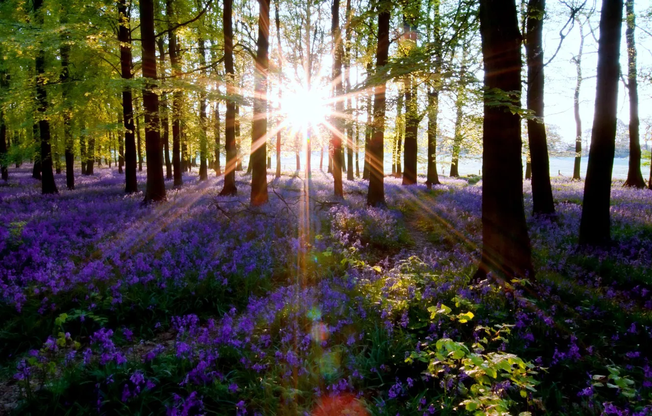Photo wallpaper forest, summer, trees, sun rays