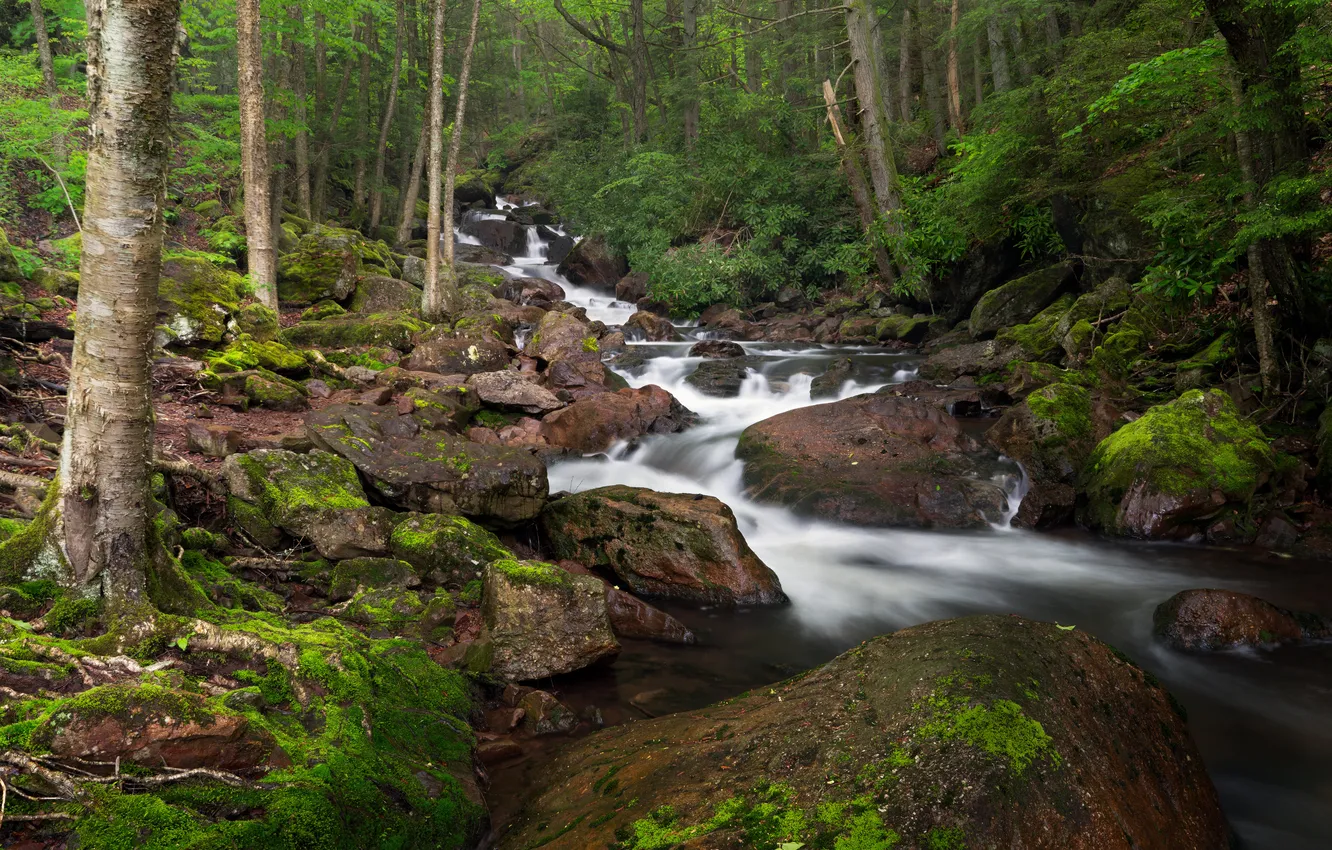 Photo wallpaper forest, stones, moss, river