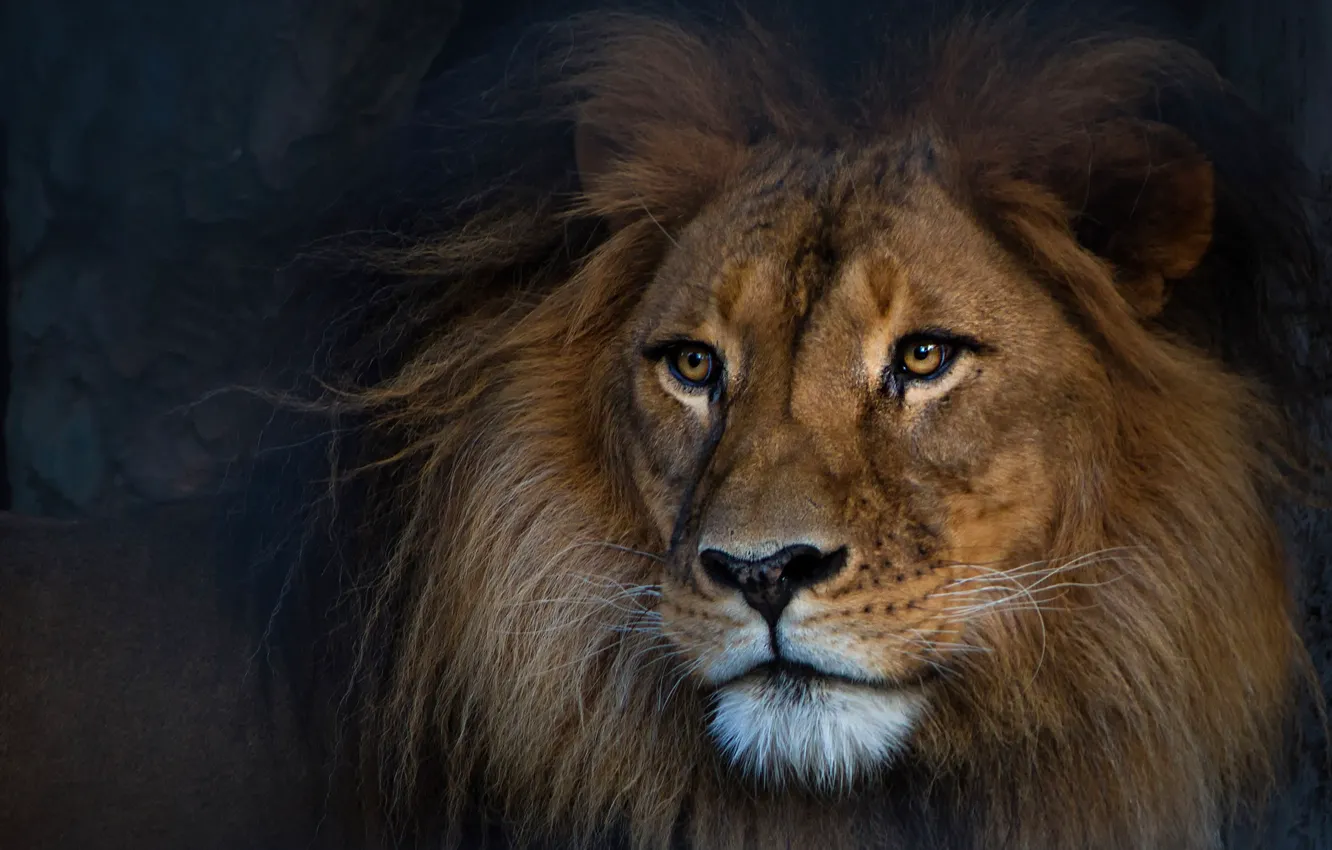 Photo wallpaper look, face, the dark background, portrait, Leo