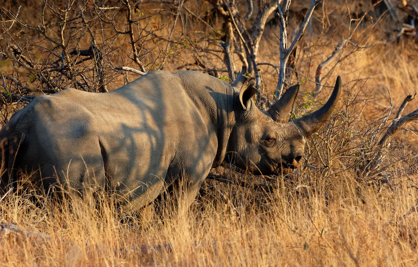 Photo wallpaper branches, Rhino, the bushes