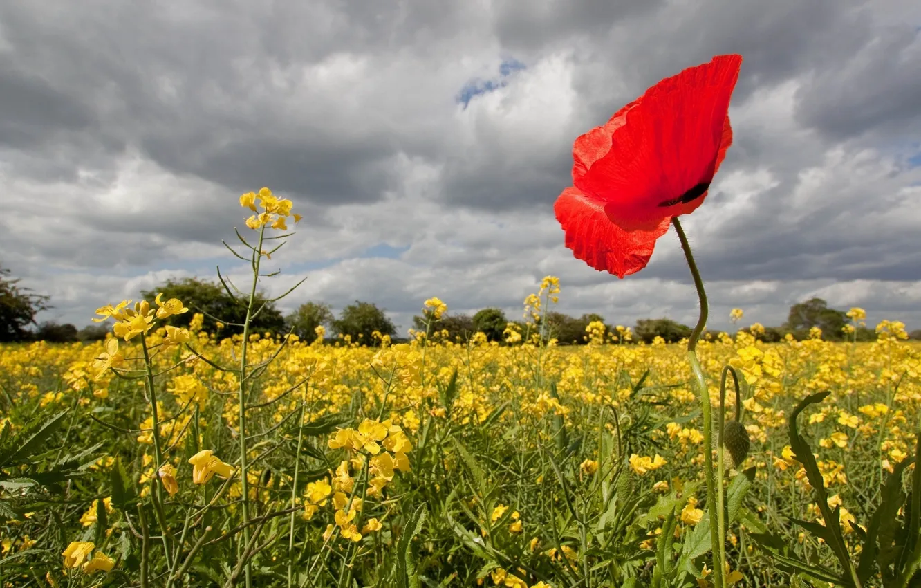 Photo wallpaper field, Mac, rape