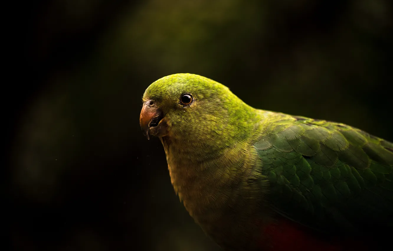 Photo wallpaper green, the dark background, bird, parrot