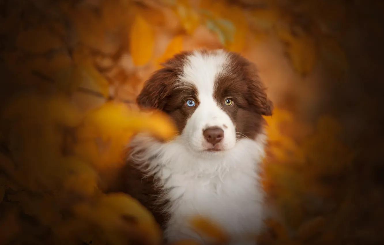 Photo wallpaper autumn, look, dog, puppy, face, bokeh