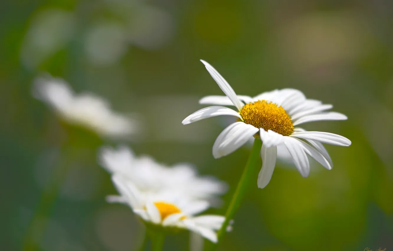Photo wallpaper background, chamomile, flowers