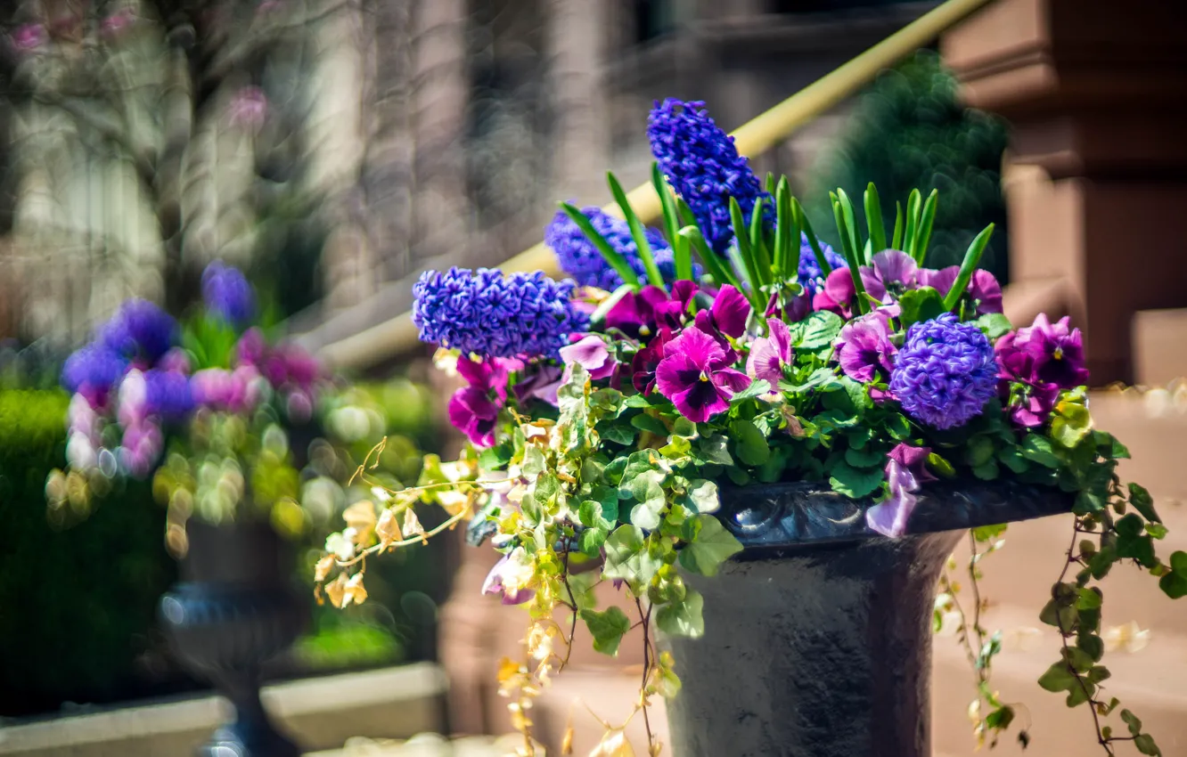 Photo wallpaper greens, purple, leaves, flowers, the city, mood, street, bright