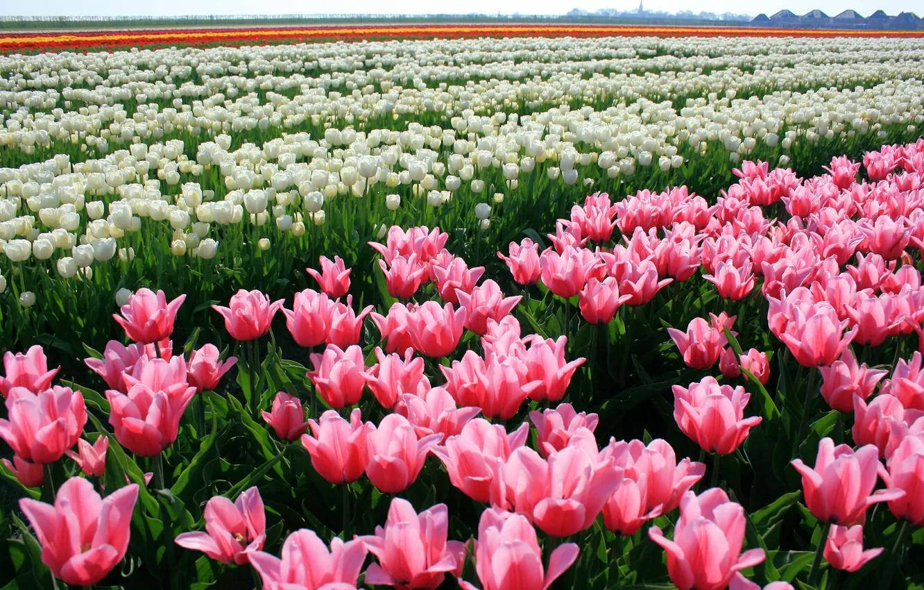 Photo wallpaper flowers, nature, tulips, buds, tulips, plantation