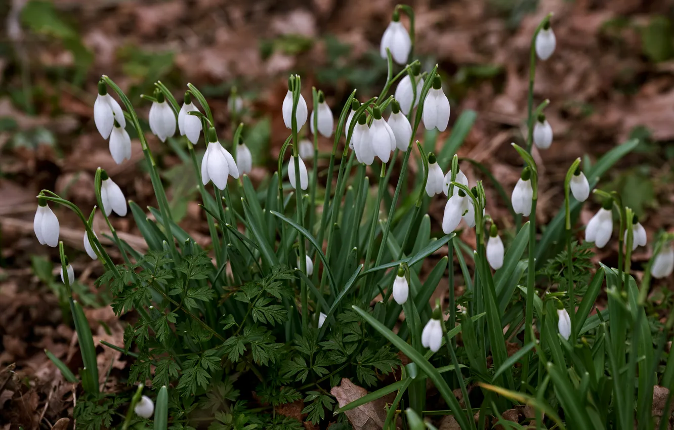 Photo wallpaper flowers, spring, snowdrops