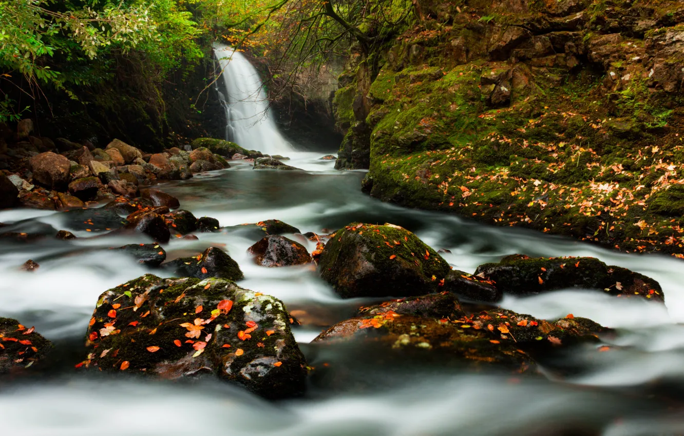 Photo wallpaper autumn, forest, branches, stones, rocks, shore, for, foliage