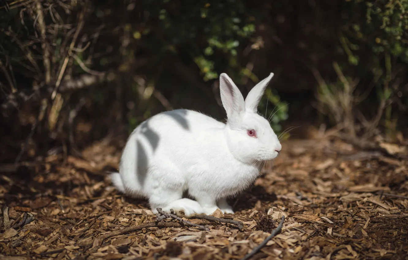 Photo wallpaper the dark background, light, nature, rabbit, white, hare, albino