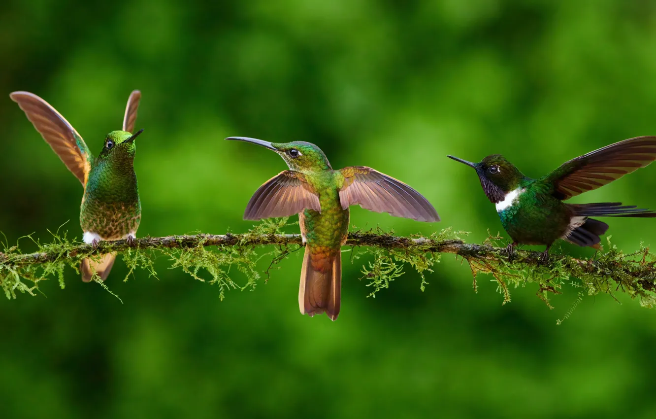 Photo wallpaper birds, adorable, Hummingbirds
