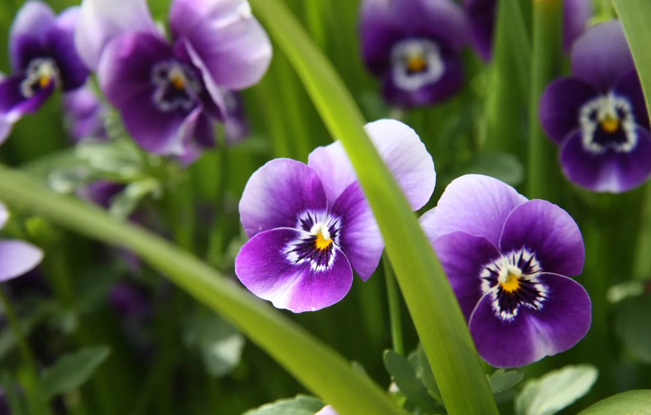 Photo wallpaper greens, purple, grass, macro, flowers, nature, plant, Pansy