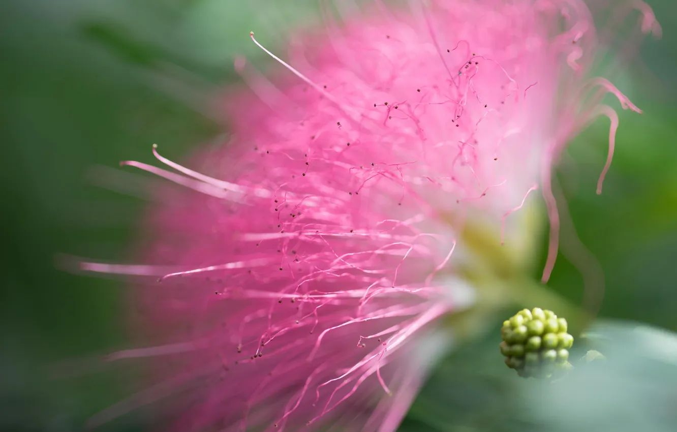 Photo wallpaper flower, pink, fluffy, acacia