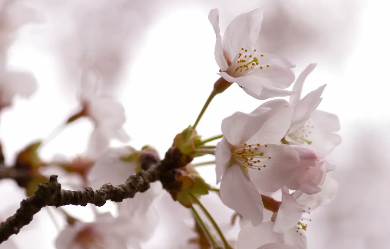Photo wallpaper tree, spring, flowers