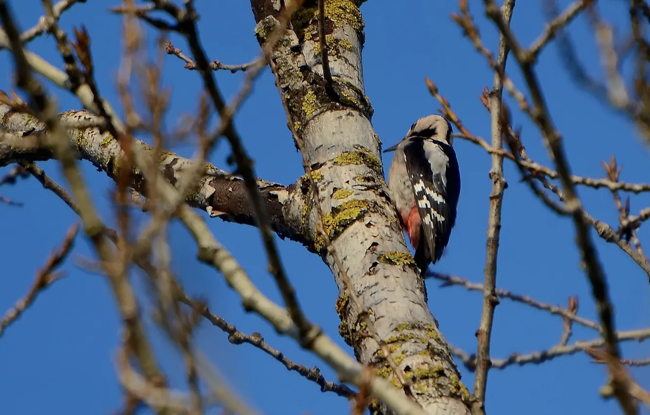 Photo wallpaper trees, woodpecker, sitting, poplar