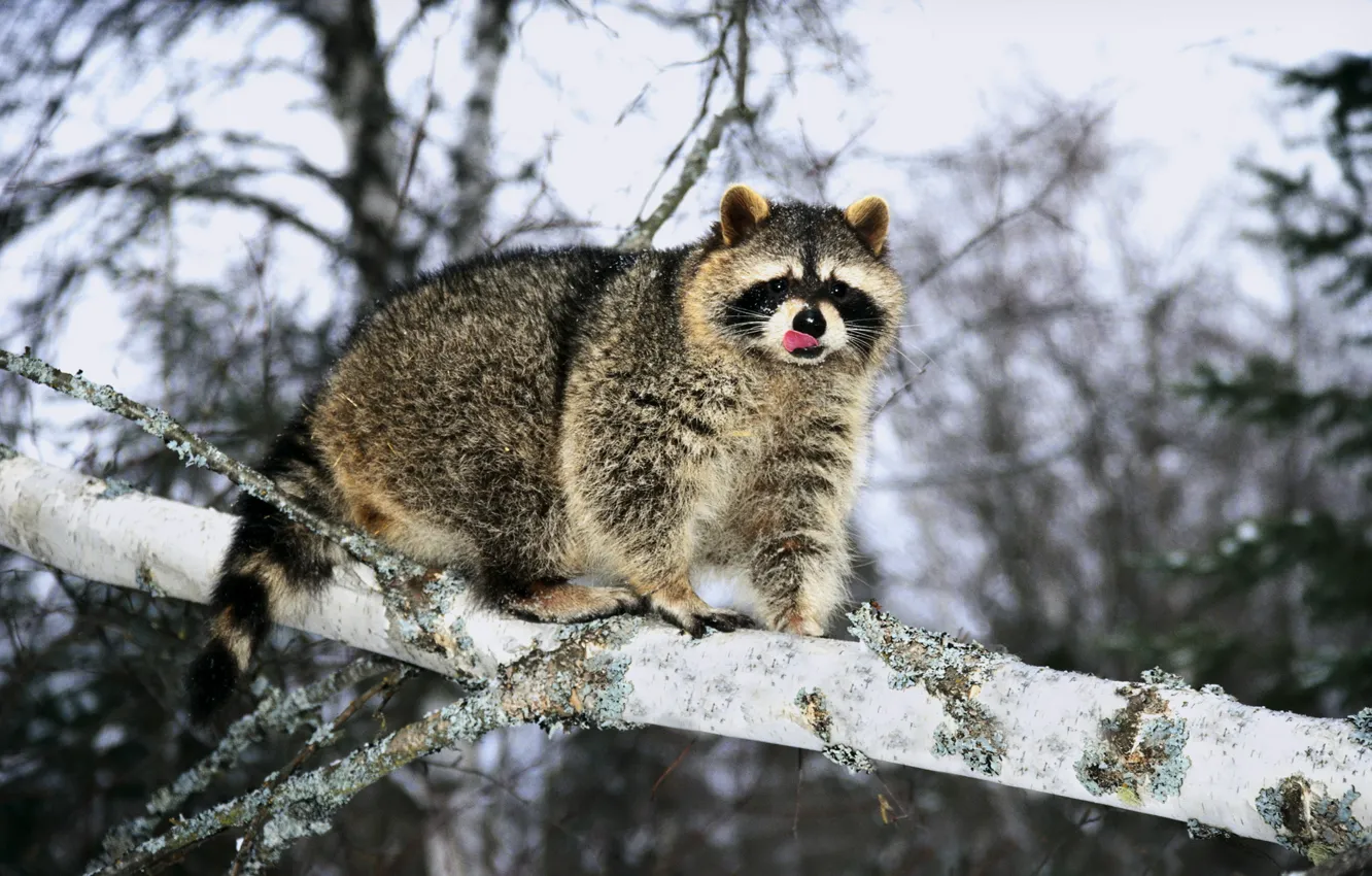 Photo wallpaper winter, language, tree, branch, raccoon, fur