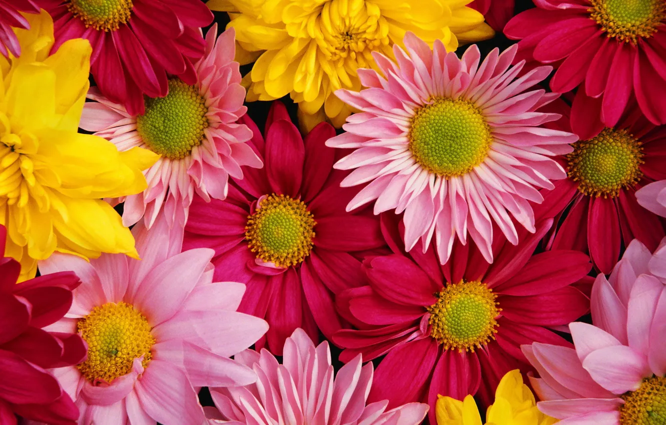 Photo wallpaper bright, colorful, chrysanthemum