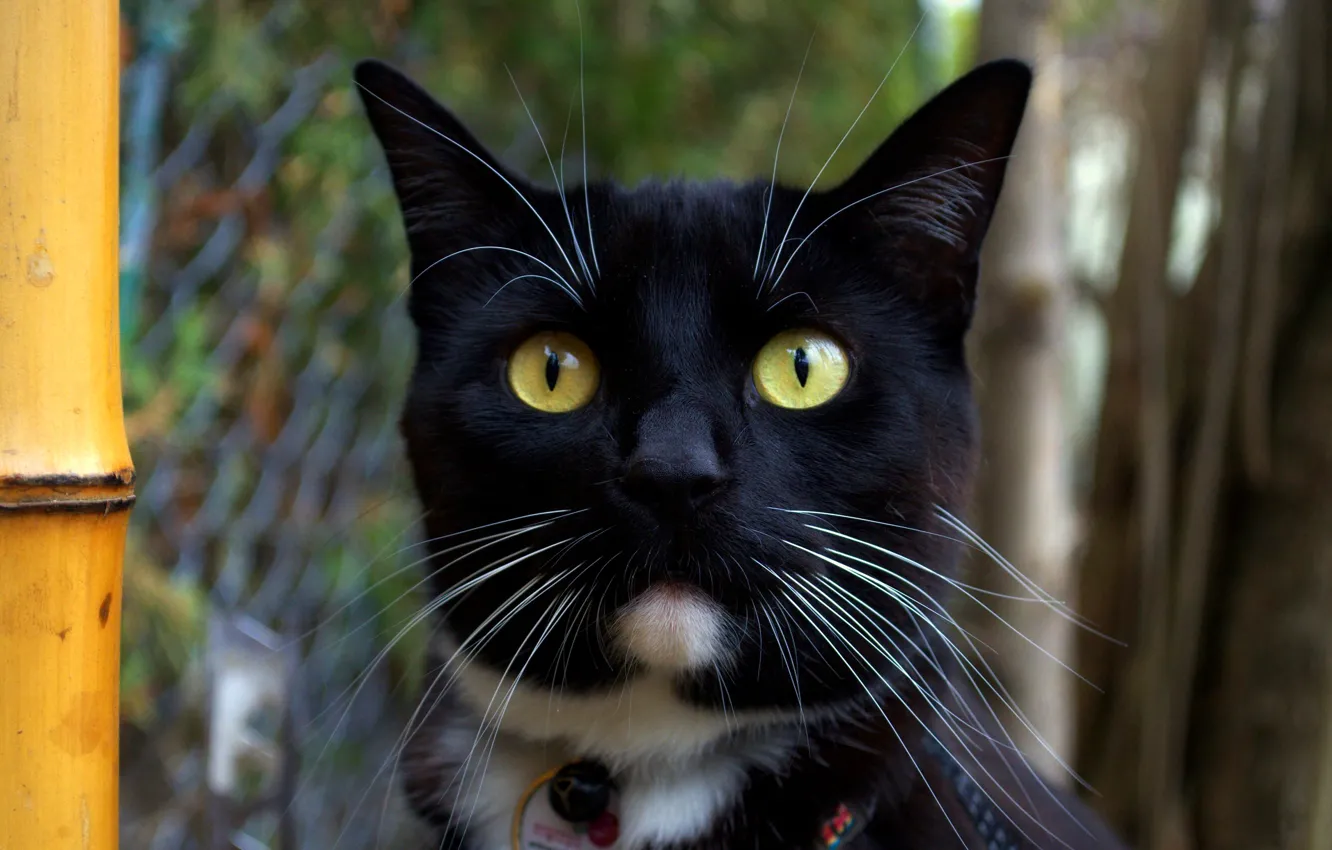 Photo wallpaper cat, eyes, cat, face, close-up, nature, background, mesh