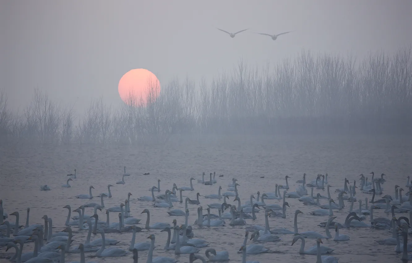 Photo wallpaper the sun, trees, lake, sunrise, bird, swans