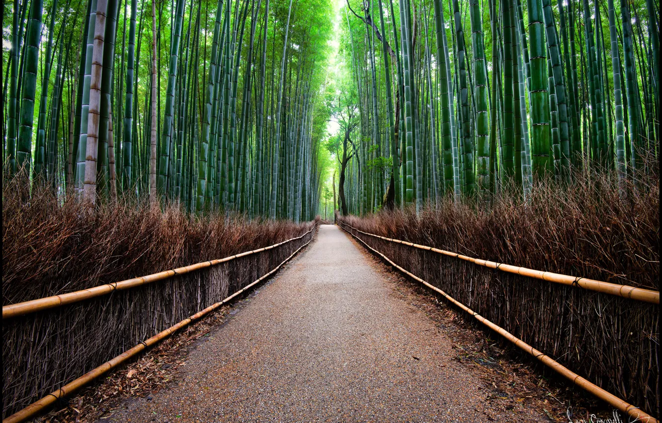 Photo wallpaper road, forest, fence, bamboo