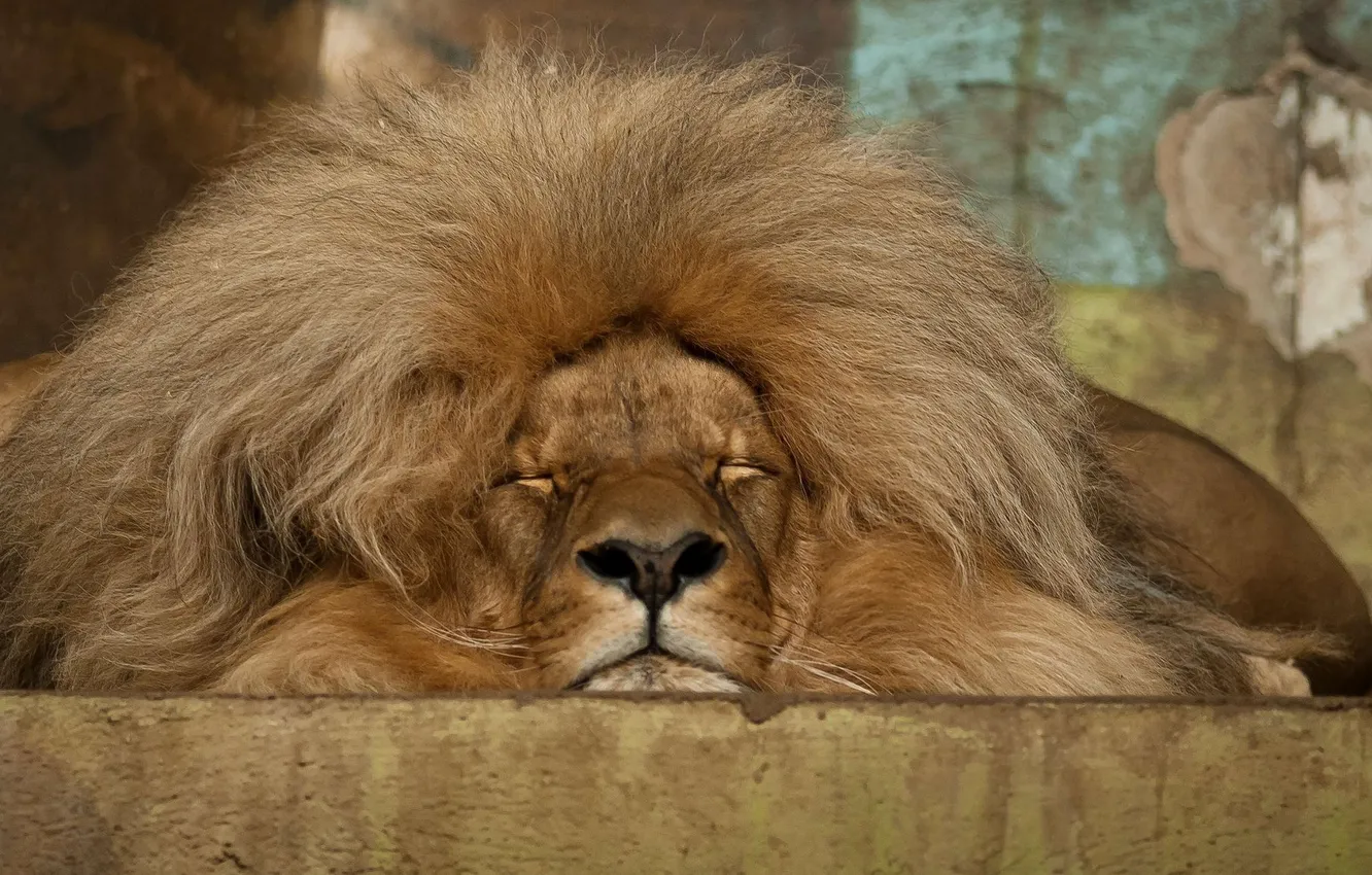 Photo wallpaper Leo, large, sleeping