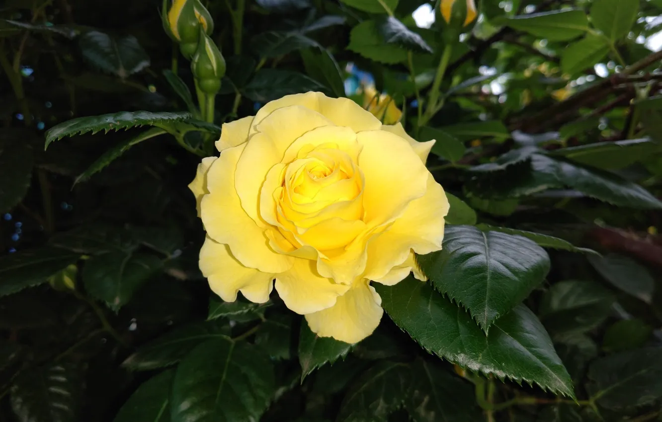 Photo wallpaper yellow, roses, buds, the bushes, Mamala ©