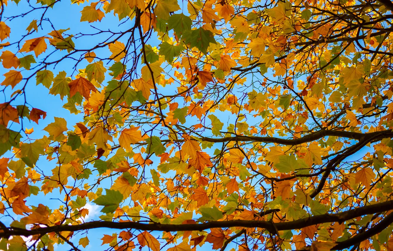 Photo wallpaper autumn, the sky, leaves, branches, tree